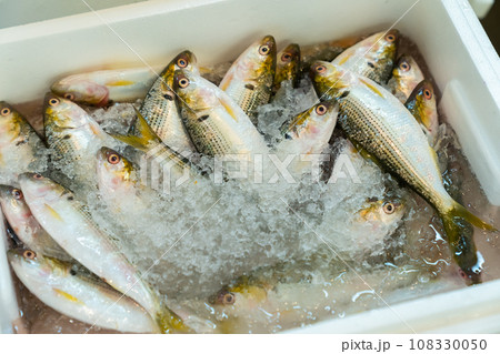 コハダ コノシロ ニシン科の魚 コハダ コノシロ ニシン科の魚 108330050