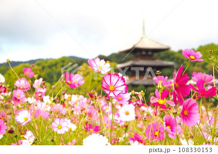 満開の秋桜と背景の法起寺三重塔 108330153