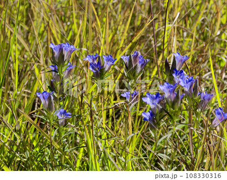 湿地型のリンドウ ホソバリンドウの群生 湿地型のリンドウ ホソバリンドウの群生 108330316