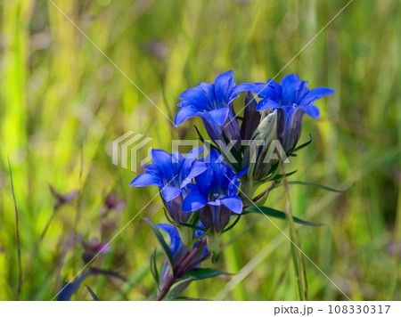 湿地型のリンドウ　ホソバリンドウの群生 108330317