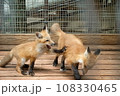 じゃれあうキツネ 108330465