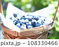 輝くブルーベリー 108330466