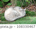 寝猫 108330467