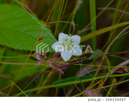 ニシキギ科ウメバチソウの可憐な花 ニシキギ科ウメバチソウの可憐な花 108330487