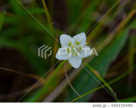 ニシキギ科ウメバチソウの可憐な花 ニシキギ科ウメバチソウの可憐な花 108330490
