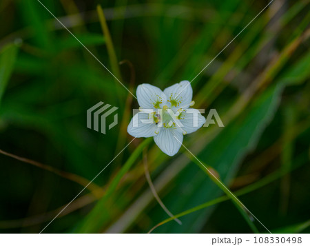 ニシキギ科ウメバチソウの可憐な花 108330498
