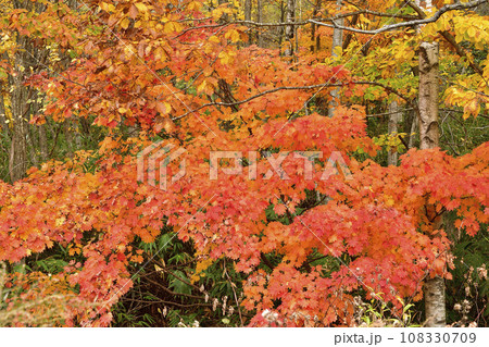 秋の北海道北斗市中山峠で紅葉の風景を撮影 108330709