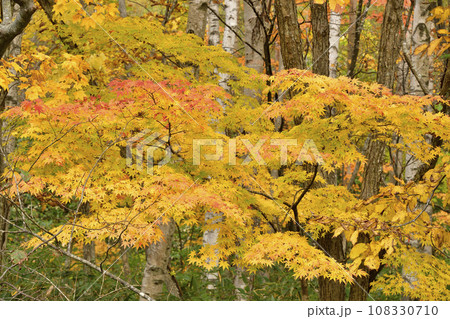 秋の北海道北斗市中山峠で紅葉の風景を撮影 108330710