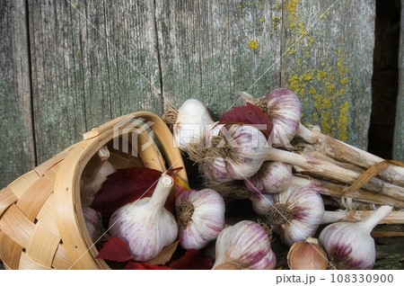 Freshly harvested garlic bulbs spilling from basket Freshly harvested garlic bulbs spilling from basket 108330900