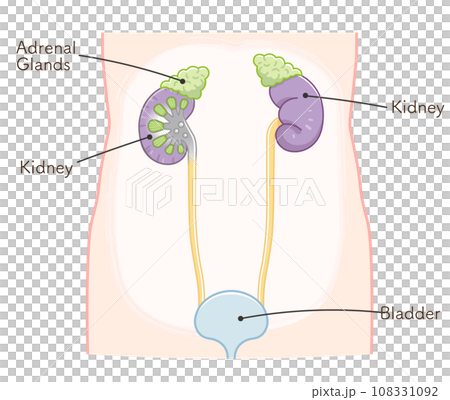 kidney, kidney, ureter, bladder, bladder, illustration, illustration 108331092