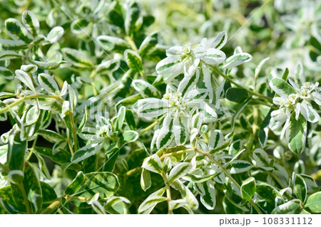 ハツユキソウ ハツユキソウ 108331112