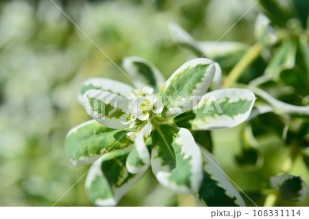 ハツユキソウ ハツユキソウ 108331114