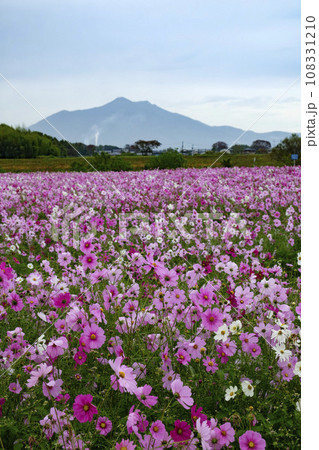 コスモスの花のある風景 108331210