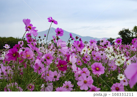 コスモスの花のある風景 108331211