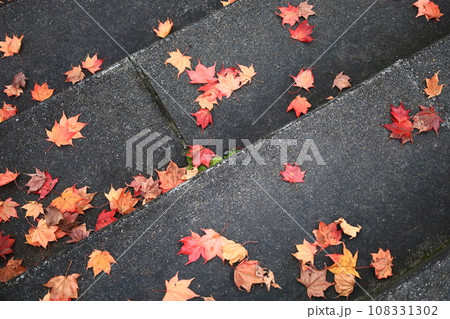 落葉の石畳 落葉の石畳 108331302
