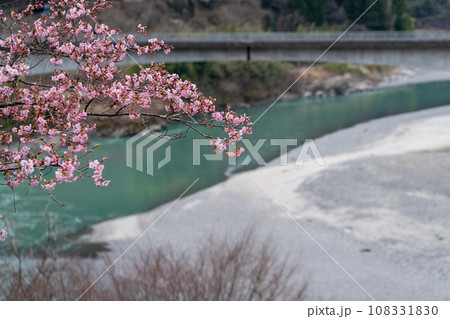 天竜川沿いに咲く寒桜 天竜川沿いに咲く寒桜 108331830