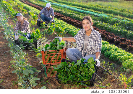Woman collects crop of chard along with other workers on field 108332062