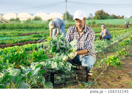 Male gardener harvesting kohlrabi (german turnip) on vegetable field 108332145