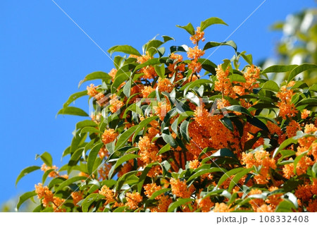 キンモクセイの花 キンモクセイの花 108332408