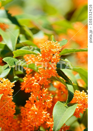 キンモクセイの花 108332416