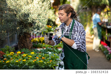 European man gardener attentively inspects calendula in pots 108332418