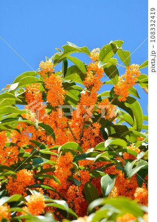 キンモクセイの花 108332419
