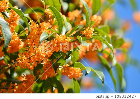 キンモクセイの花 108332427