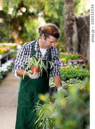 Portrait of handsome male florist selling potted flowers in shop 108332539