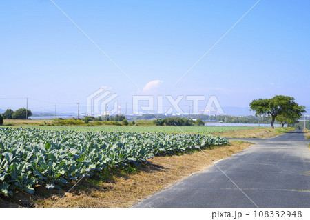 愛知県豊橋市のキャベツ畑 108332948
