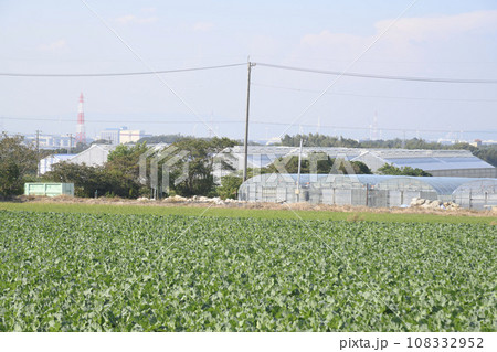 愛知県豊橋市のキャベツ畑 108332952
