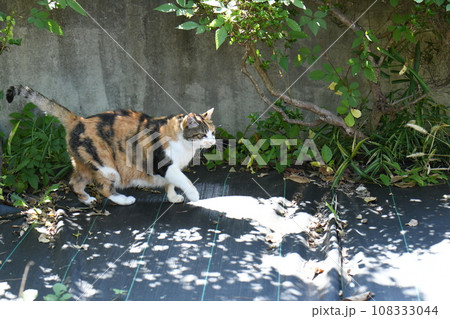 外猫 外猫 108333044