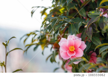 美しい椿の花 108333062
