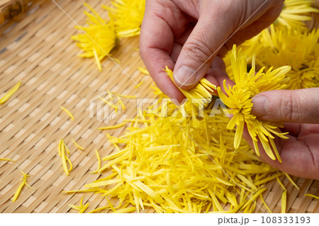 食用菊　ちぎる　摘む 108333193
