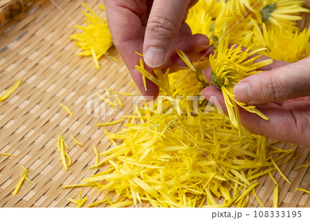 食用菊 ちぎる 摘む 食用菊 ちぎる 摘む 108333195