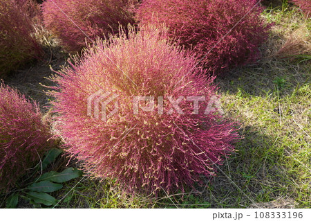 紅葉したコキア 紅葉したコキア 108333196