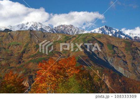 五竜遠見から望む八方尾根の三段紅葉と白馬三山 108333309