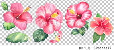 水彩芙蓉 水彩芙蓉 108333345