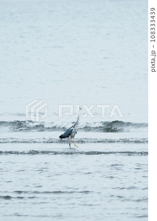 海の中にいるスマートな鳥 海の中にいるスマートな鳥 108333439