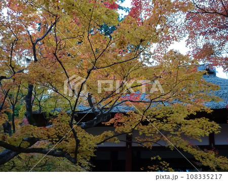 京都の紅葉をめぐる　常照寺編 108335217