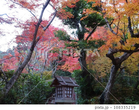 京都の紅葉をめぐる 常照寺編 京都の紅葉をめぐる 常照寺編 108335219