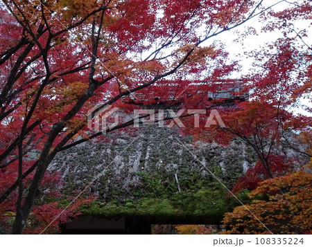 京都の紅葉をめぐる　常照寺編 108335224