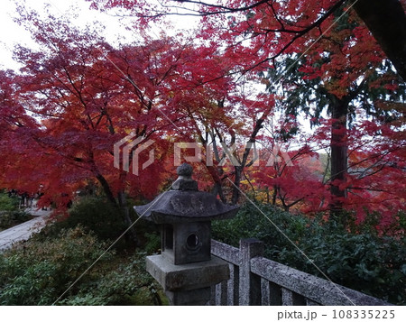 京都の紅葉をめぐる　常照寺編 108335225