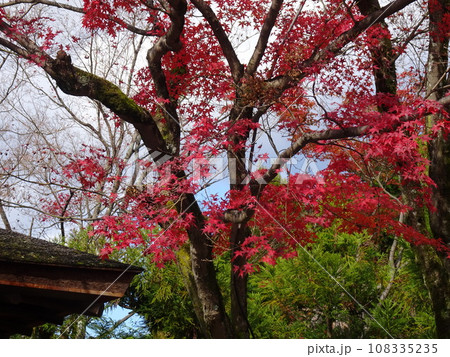 京都の紅葉をめぐる 哲学の道編 京都の紅葉をめぐる 哲学の道編 108335235