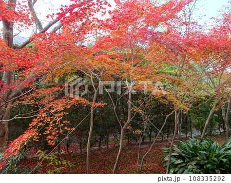 京都の紅葉をめぐる　源光庵編 108335292