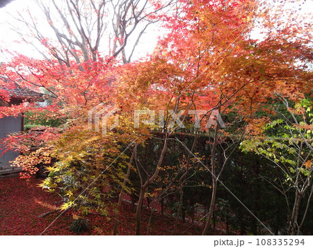 京都の紅葉をめぐる 源光庵編 京都の紅葉をめぐる 源光庵編 108335294