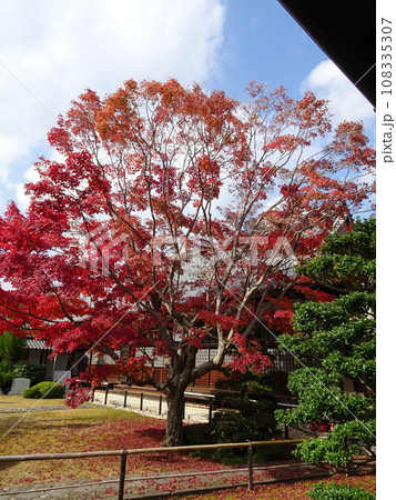 京都の紅葉をめぐる 源光庵編 京都の紅葉をめぐる 源光庵編 108335307