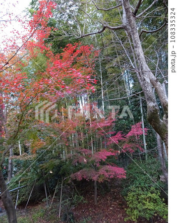 京都の紅葉をまぐる 高台寺編 京都の紅葉をまぐる 高台寺編 108335324