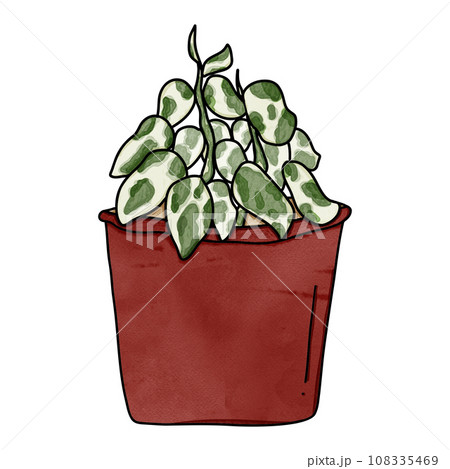 Epipremnum aureum N Joy or N Joy potho 108335469