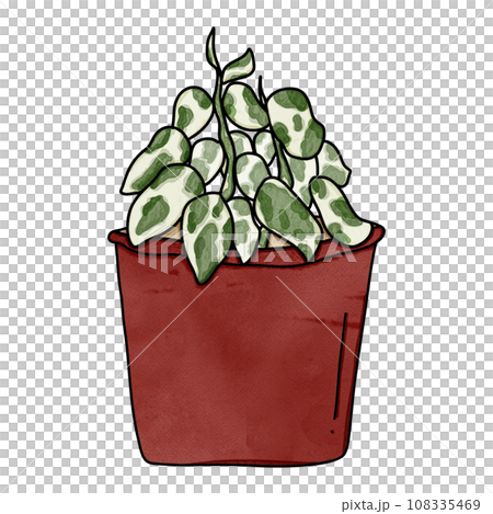 Epipremnum aureum N Joy or N Joy potho 108335469