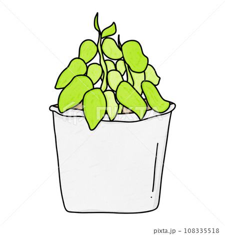 Epipremnum aureum Neon or Potho neon 108335518